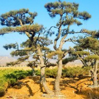 泰山松批發(fā)|山東基地專業(yè)供應(yīng)泰山景觀松